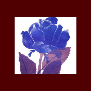 Rose bleue